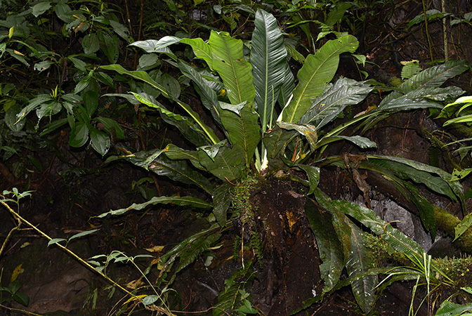 Philodendron acutifolium
