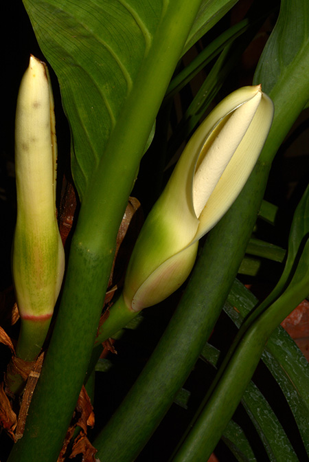Philodendron acutifolium