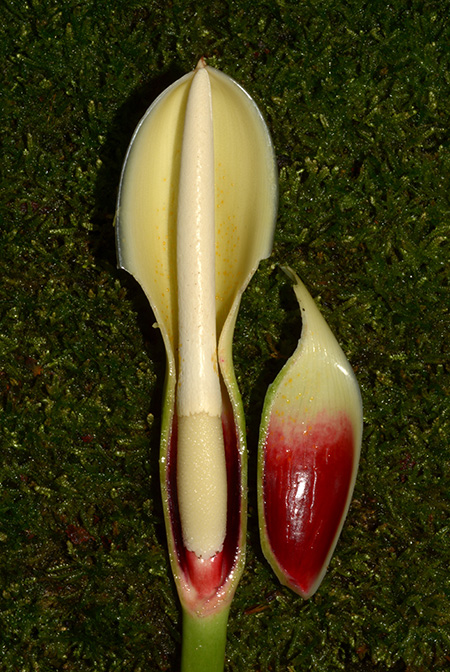 Philodendron acutifolium