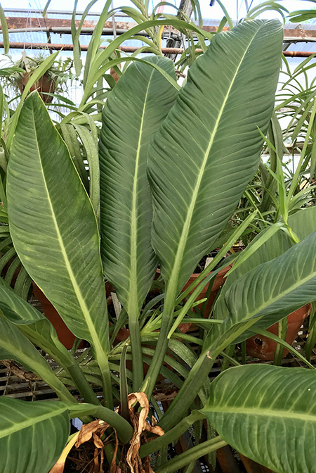 Philodendron acutifolium