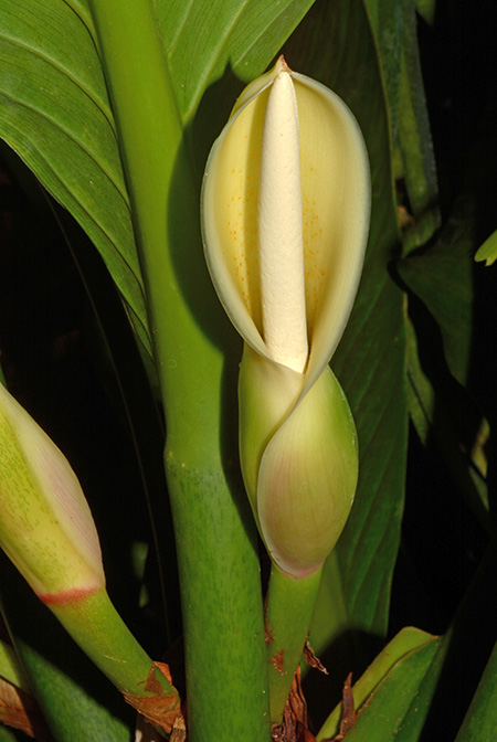 Philodendron acutifolium