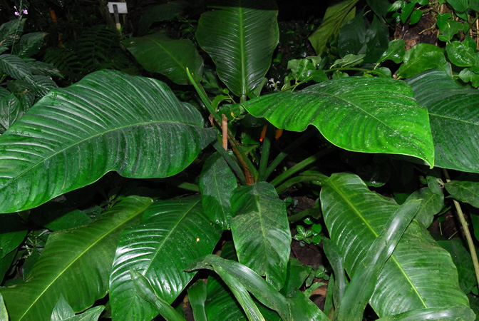 Philodendron acutifolium