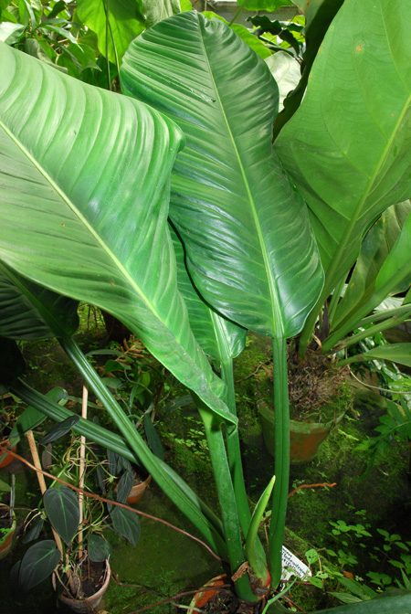 Philodendron acutifolium