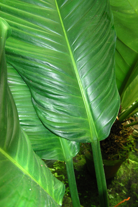 Philodendron acutifolium