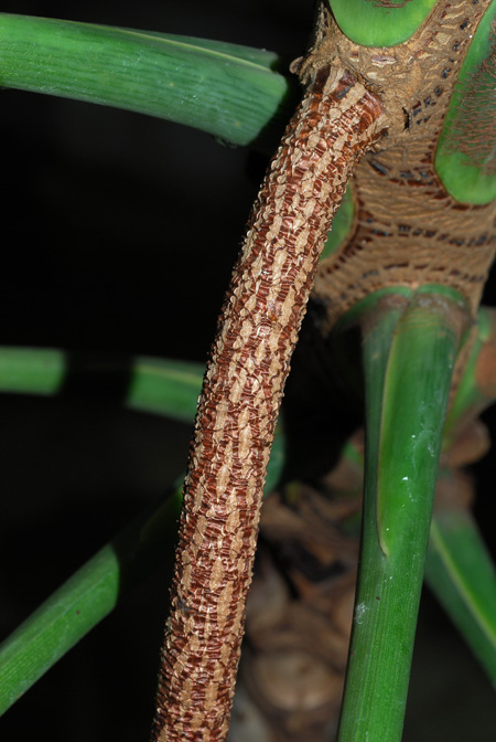 Philodendron adamantinum