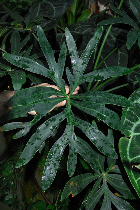 Philodendron adamantinum
