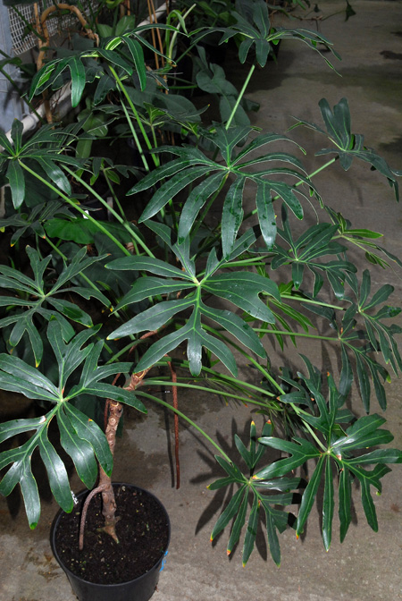 Philodendron adamantinum