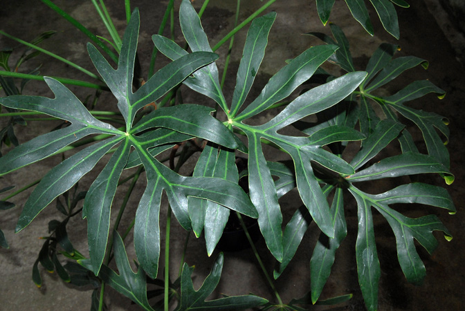 Philodendron adamantinum