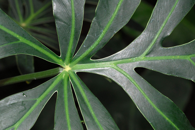 Philodendron adamantinum