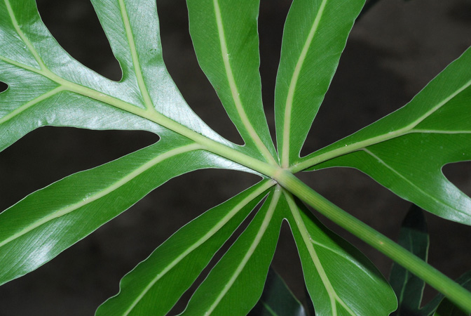Philodendron adamantinum