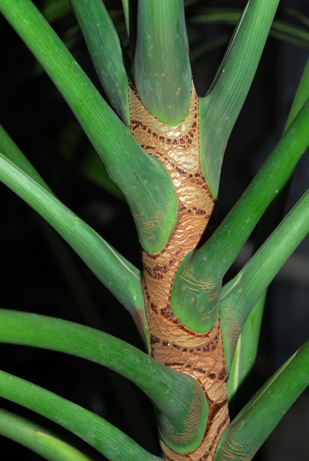 Philodendron adamantinum