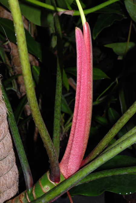 Philodendron advena
