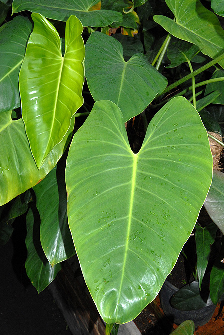 Philodendron advena