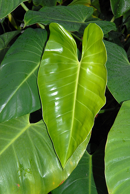 Philodendron advena