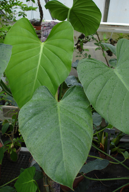 Philodendron advena