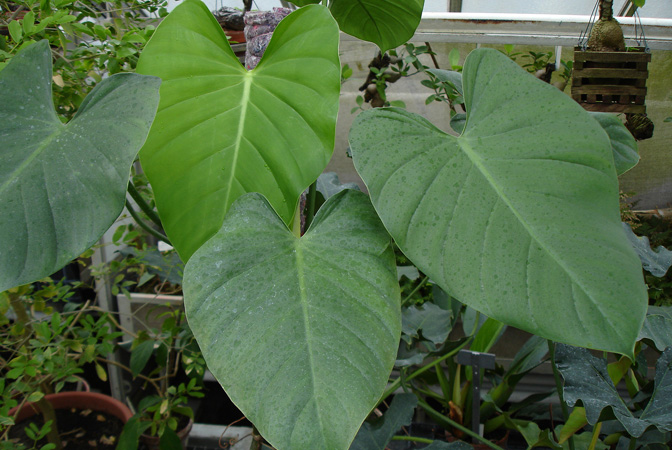 Philodendron advena