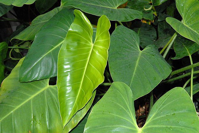 Philodendron advena