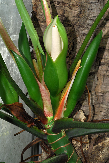 Philodendron advena