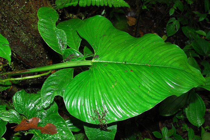 Philodendron alatisulcatum