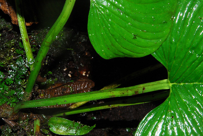 Philodendron alatisulcatum
