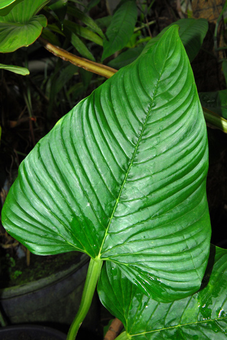 Philodendron alatisulcatum