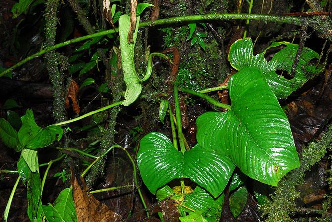 Philodendron alatisulcatum