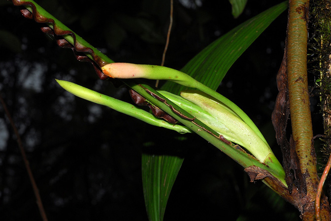 Philodendron alatiundulatum