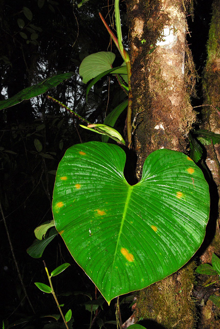 Philodendron alatiundulatum