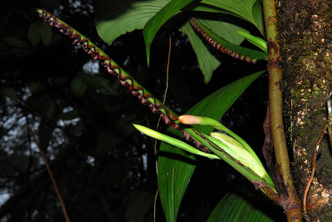 Philodendron alatiundulatum