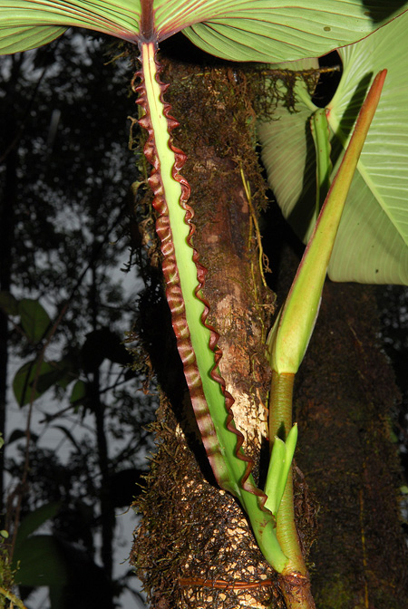 Philodendron alatiundulatum