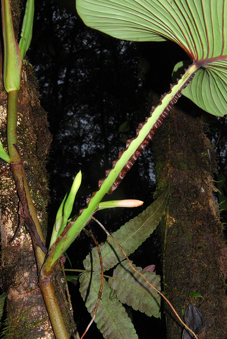 Philodendron alatiundulatum
