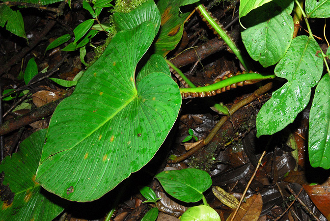 Philodendron alatiundulatum