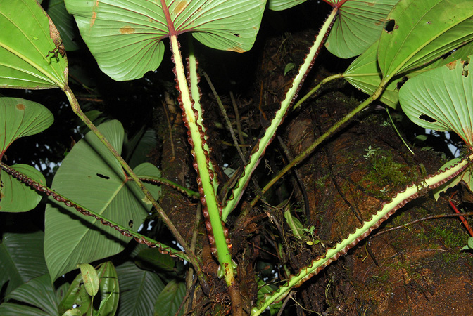 Philodendron alatiundulatum