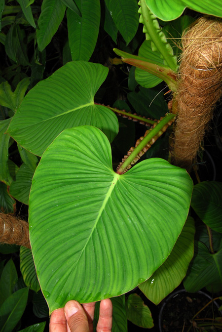 Philodendron alatiundulatum