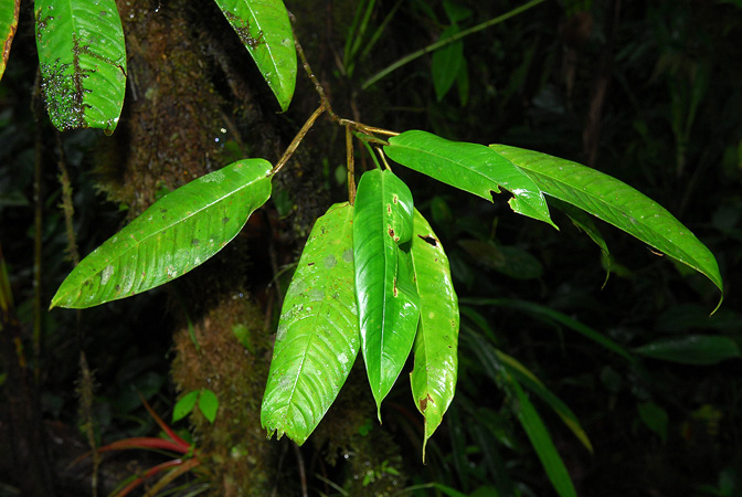 Philodendron alliodorum
