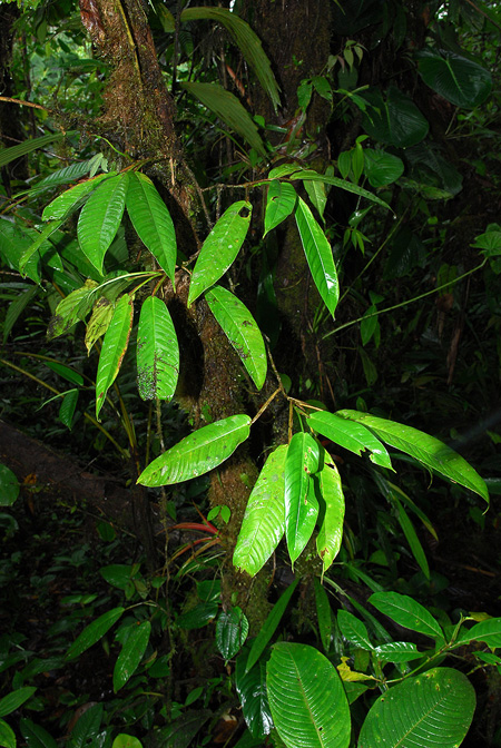 Philodendron alliodorum