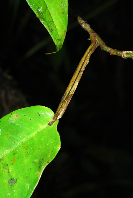 Philodendron alliodorum
