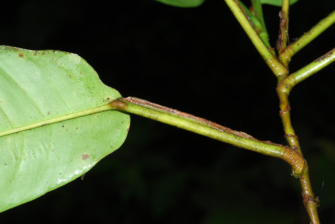 Philodendron alliodorum