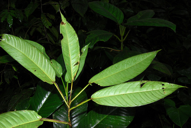 Philodendron alliodorum