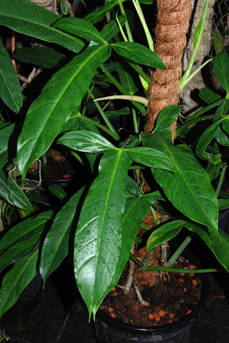 Philodendron angustilobum