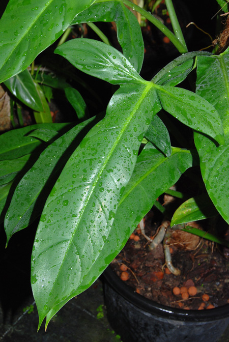 Philodendron angustilobum