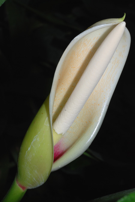 Philodendron angustilobum
