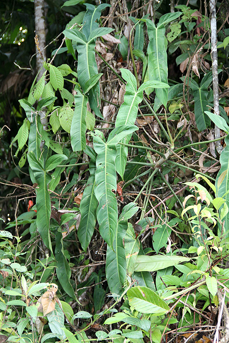 Philodendron angustilobum
