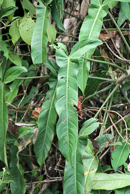 Philodendron angustilobum
