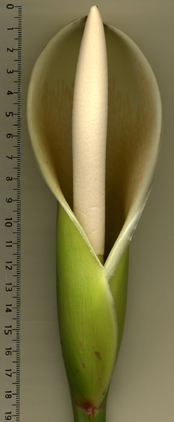 Philodendron angustilobum