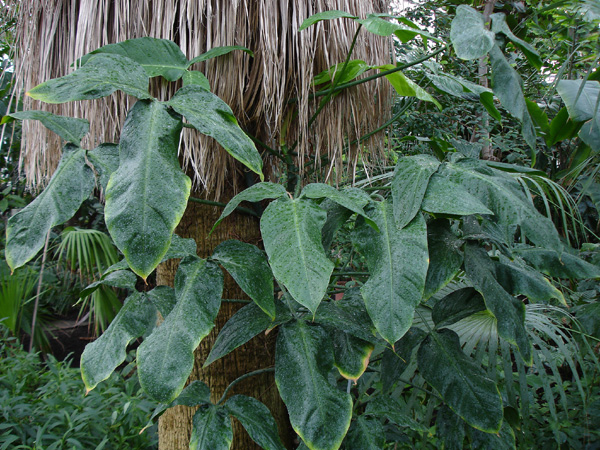Philodendron anisotomum