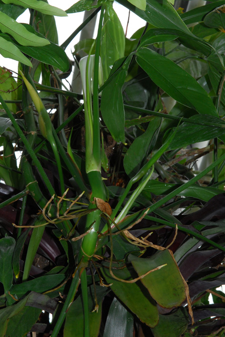 Philodendron anisotomum