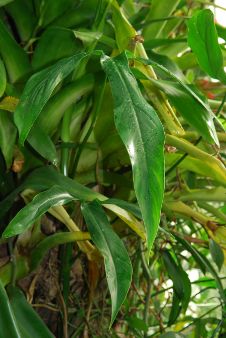 Philodendron anisotomum