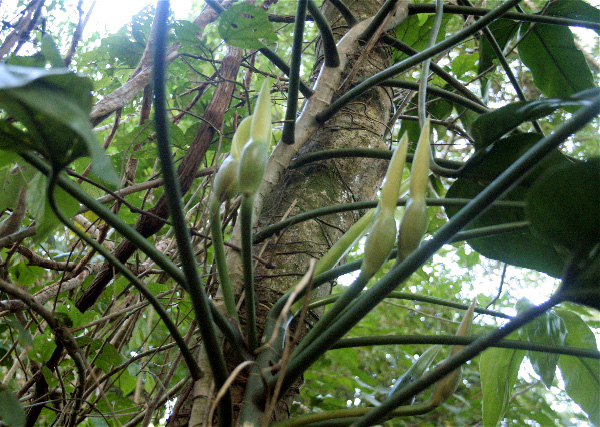 Philodendron anisotomum