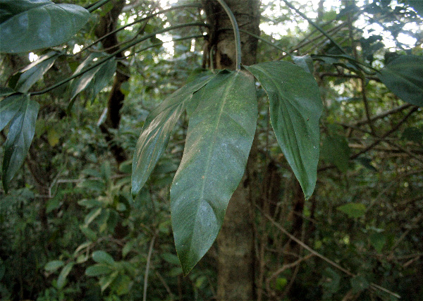 Philodendron anisotomum